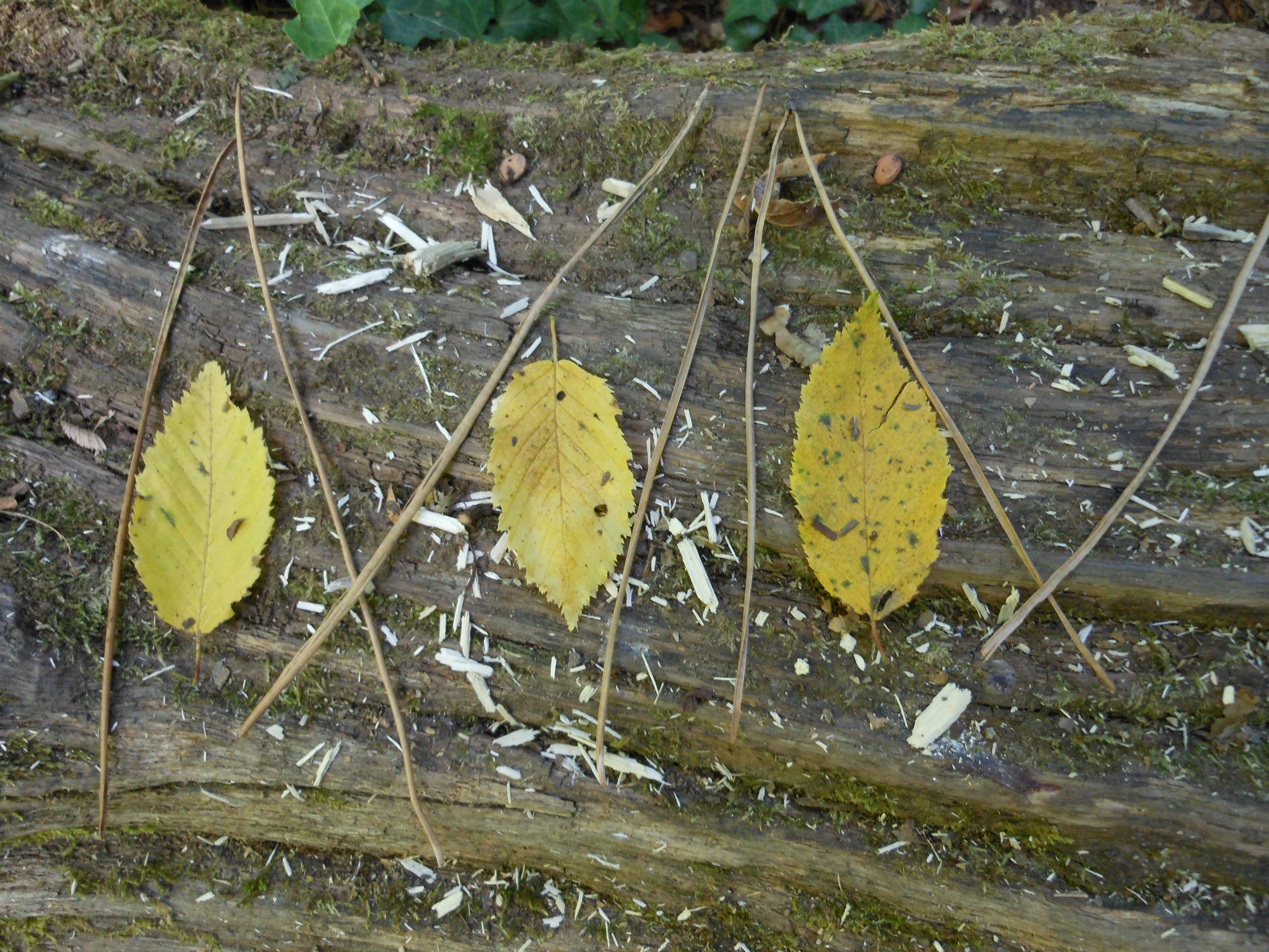 Land-art - Jeu de feuilles